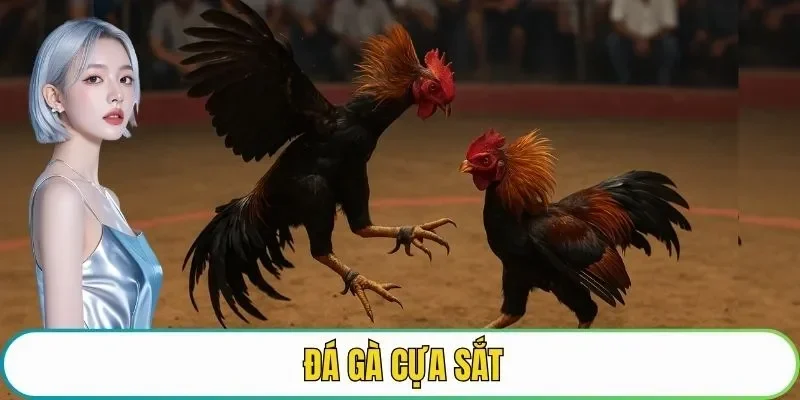 đá gà cựa sắt