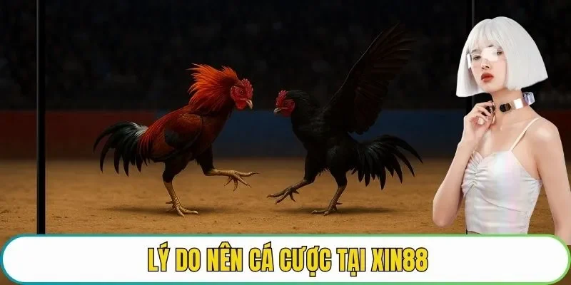 Lý do nên cá cược tại XIN88